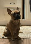 Frenchtontik 4 år