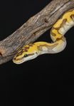Kungspyton - Super Enchi Pastel Butter Clown