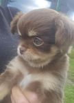 LEVERANSKLAR NU! TIK "pomchi" chokladfärgad 