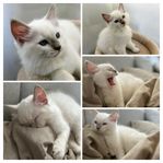 Söt ragdoll pojke 