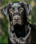 Labrador avlad av Assistanshundskolan