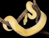 Super Enchi Leopard Orange Dream Pastel YB het Pied – hona