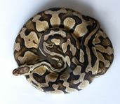 Kungspyton - Pastel Dubbel het Clown Desert Ghost– hona 