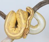 Banana Black Pastel pos YellowBelly – la ägg i år
