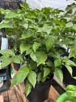 Carolina Reaper Chili planta