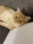 Fluffig persisk katt