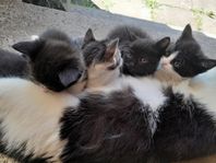 kattungar 