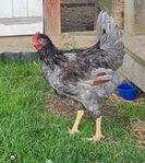 Barnevelder tupp