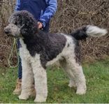 Labradoodle
