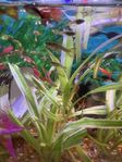 guppies 