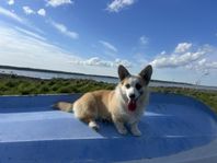 Welsh corgi Pembroke for sale