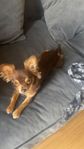 renrasig chihuahua valp