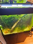 Juwel Lido 200 liter LED - Svart