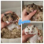 Guldhamsterungar från uppfödare