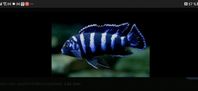 Malawi 