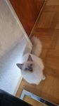 Ragdoll katt