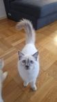 Ragdoll Katt