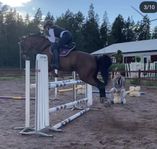 ston söker kärleksfullt hem.