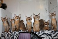 Charmiga Chausie-kattungar