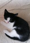 Kattungar