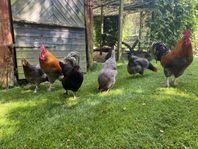 Finfina värpande höns i Vessigebro