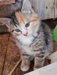 Kattungar
