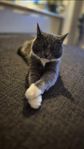 Omplacering katt (akut)