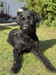 Trevlig Labradoodle