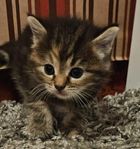 Kattungar Norsk skogskatt Brittisk korthår