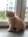 kattunge