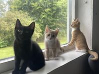 Kattungar!