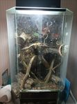 ögonfransgecko 