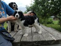 portugisisk vattenhunds valpar hanar