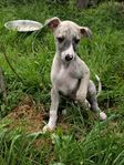 Whippet valpar