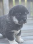 Alaskan Malamute valp