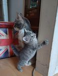 4 kattungar säljes 