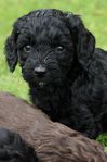 Cockerpoo