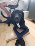 Valp 8 mån bordercollie/labrador