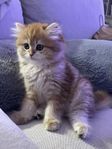Brittisk långt hår kattunge 