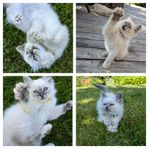 Helig Birma/Perser Kattungar 