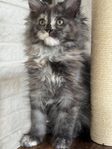 Maine Coon 