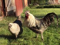 Rutger och Doris/Hedemorahöns