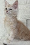 Maine coon