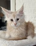 Maine coon