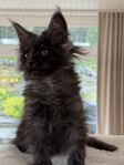 Maine Coon 