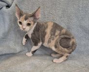 Devon Rex kattunge hona