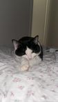 katten 