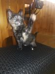 Kattungar 