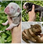 Olde English bulldog Valpar