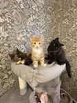 Kattungar 